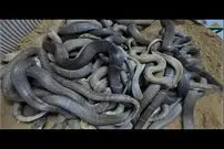 (ویدئو) خطرهای پرورش مار؛  فرایند انتقال 1200 مار شاه کبرا به مکان جدید