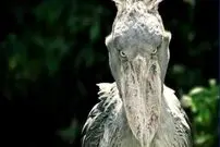 عکس| این پرنده‌ ترسناک کروکودیل‌ هم می‌خورد