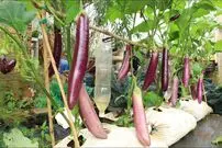 (ویدئو) نحوه پرورش و برداشت آسان بادمجان در گونی به روشی جدید در خانه