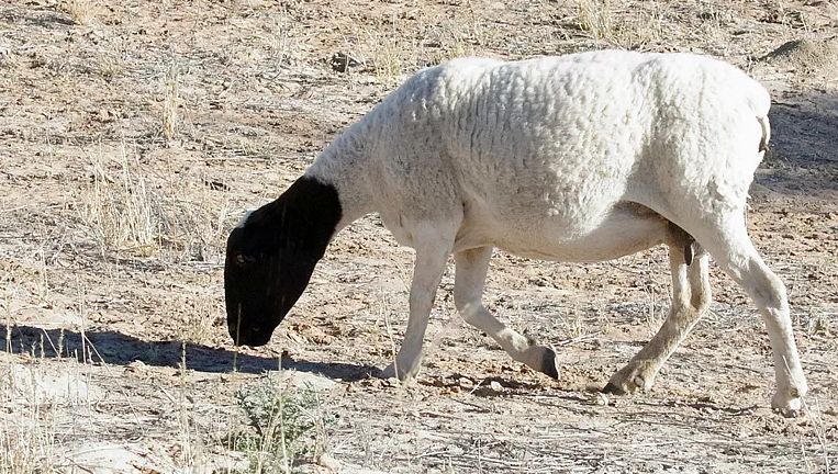  کشف بقایای سالم از گوسفند مومیایی ۱۶۰۰ ساله در معدن نمک زنجان