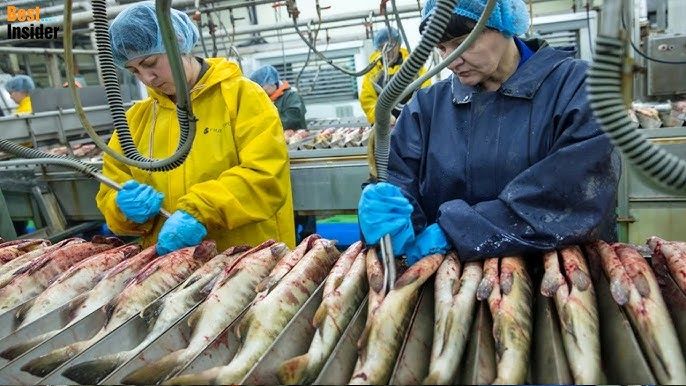 (ویدئو) مراحل دیدنی صید ده ها تن ماهی و تهیه ماهی شور آستاراخان روسیه