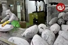 ببینید| مراحل دیدنی فرآوری 20 تن ماهی تُن در یک کارخانه در سئول