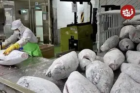 ببینید| مراحل دیدنی فرآوری 20 تن ماهی تُن در یک کارخانه در سئول