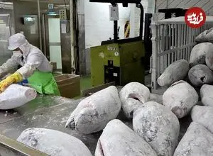 ببینید| مراحل دیدنی فرآوری 20 تن ماهی تُن در یک کارخانه در سئول
