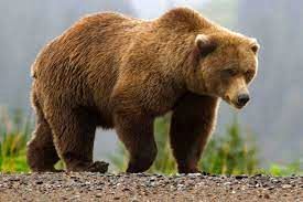 (ویدیو) فیلم باورنکردنی از طناب‌زدن نابغه‌ترین خرس جهان در باغ وحش!