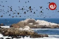 تمدنی که بر پایۀ «مدفوع پرندگان دریایی» شکل گرفته بود