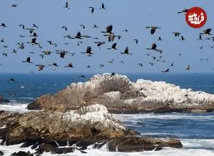 تمدنی که بر پایۀ «مدفوع پرندگان دریایی» شکل گرفته بود