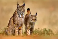 ببینید| نبرد نادر دو سیاه‌گوش ایبری در اسپانیا