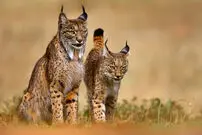 ببینید| نبرد نادر دو سیاه‌گوش ایبری در اسپانیا