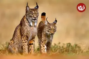 ببینید| نبرد نادر دو سیاه‌گوش ایبری در اسپانیا