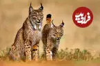 ببینید| نبرد نادر دو سیاه‌گوش ایبری در اسپانیا