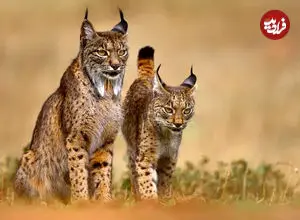 ببینید| نبرد نادر دو سیاه‌گوش ایبری در اسپانیا