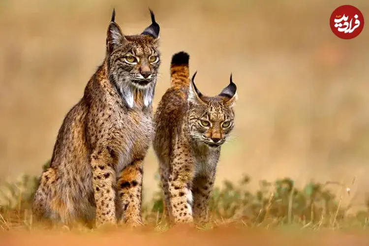 ببینید| نبرد نادر دو سیاه‌گوش ایبری در اسپانیا