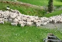 (ویدئو) نمایی نزدیک از فرآیند پرورش گوسفند و پشم چینی در نیوزیلند