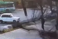 (ویدئو)‌ خوش شانسی یک مرد هنگام سقوط درخت 
