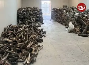 رد پای کوسه در بازار ماهی ایران 