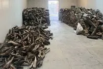 رد پای کوسه در بازار ماهی ایران 