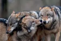 (ویدئو) لحظاتی ناب از پرسه گله گرگ‌ها در کلکچال 