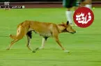 ببینید| ورود سگ به زمین، مسابقه فوتبال را متوقف کرد