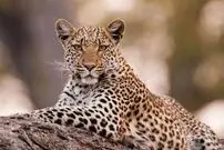 (ویدئو) لحظه ای از برق گرفتگی یک پلنگ حین شکار طاووس 