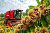 ببینید| چگونه صدها تن شاه بلوط برداشت و فرآوری می شود؟