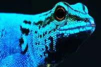 ببینید| 10 گونه از شگفت انگیزترین و رنگارنگ ترین مارمولک های جهان