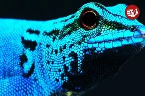 ببینید| 10 گونه از شگفت انگیزترین و رنگارنگ ترین مارمولک های جهان