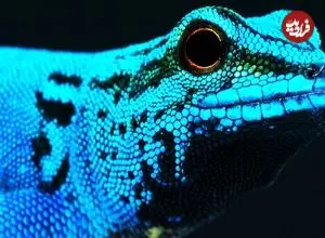 ببینید| 10 گونه از شگفت انگیزترین و رنگارنگ ترین مارمولک های جهان