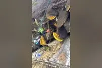 (ویدئو) شکار هیجان انگیز عسل وحشی؛ شکارچی با شمشیر عسل ها را برید!