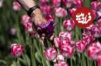 (ویدئو) هلند ۱۰۰۰۰۰ گل لاله به شهر جنگ‌زده اوکراین اهدا کرد