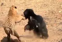 (ویدئو) کُشتی دیدنی توله ببر یک ماهه با توله خرس یک ماهه