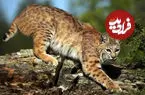 ببینید| تلاش نافرجام یک گوزن برای نجات بچه‌اش از چنگ گربه دم کوتاه