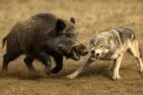 ببینید| درگیری گراز و گرگ در جنگل با پایان غیرمنتظره