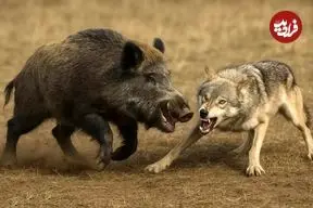 ببینید| درگیری گراز و گرگ در جنگل با پایان غیرمنتظره