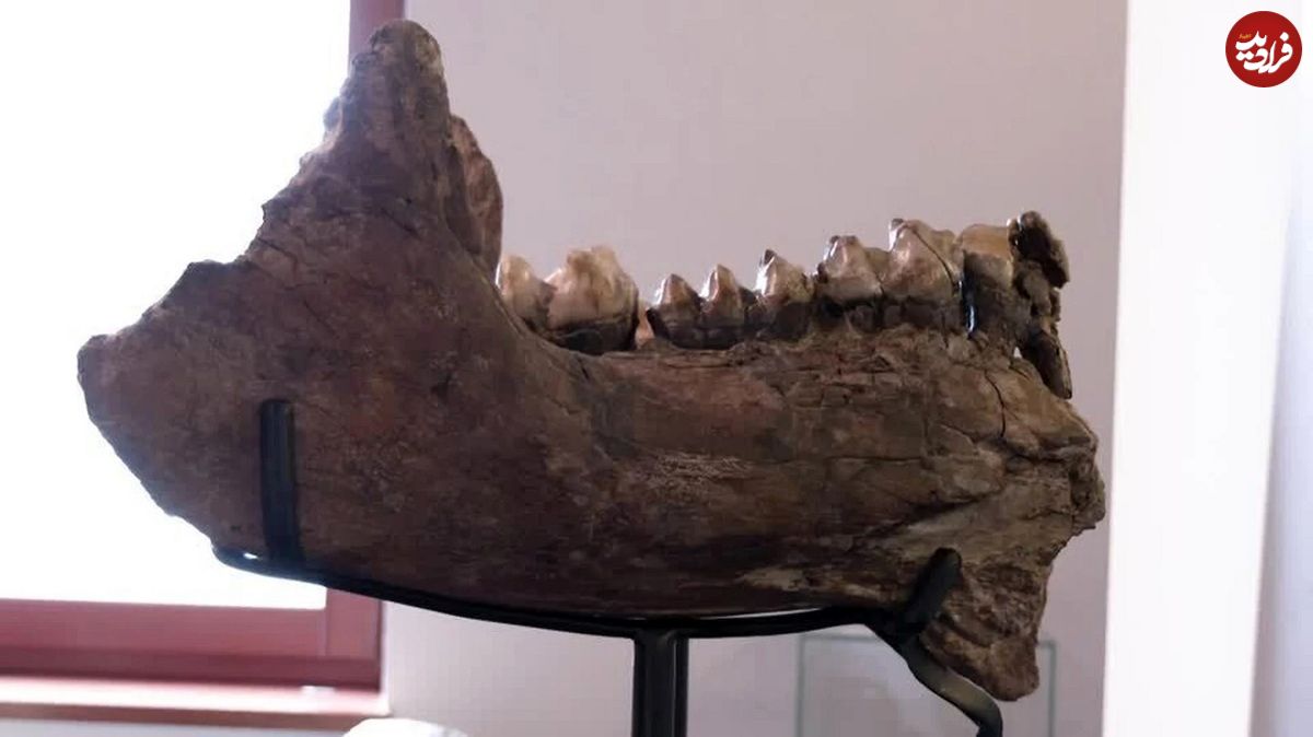 (ویدئو) دو دانش‌آموز استخوان‌های فیل ماقبل تاریخ را پیدا کردند