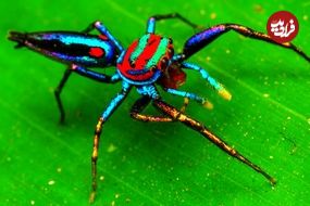 ببینید| 5 گونه از زیباترین عنکبوت های دنیا از بین 49 هزار گونه کشف شده!