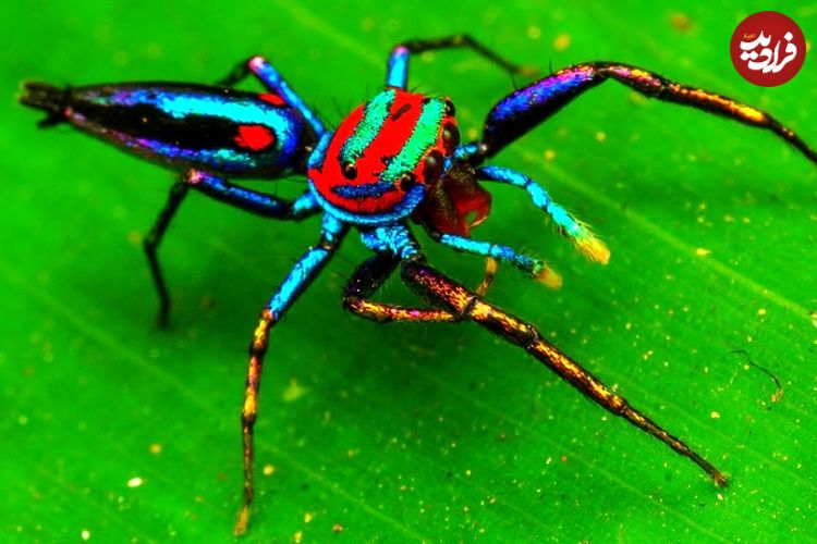 ببینید| 5 گونه از زیباترین عنکبوت های دنیا از بین 49 هزار گونه کشف شده!