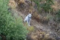 ببینید| سیاه گوش کمیاب اسپانیایی در برابر دوربین حاضر شد