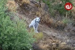 ببینید| سیاه گوش کمیاب اسپانیایی در برابر دوربین حاضر شد