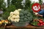 ببینید| غذای روستایی در آذربایجان؛ برداشت گل کلم و کلم بروکلی و تهیه ترشی و خوراک با آنها