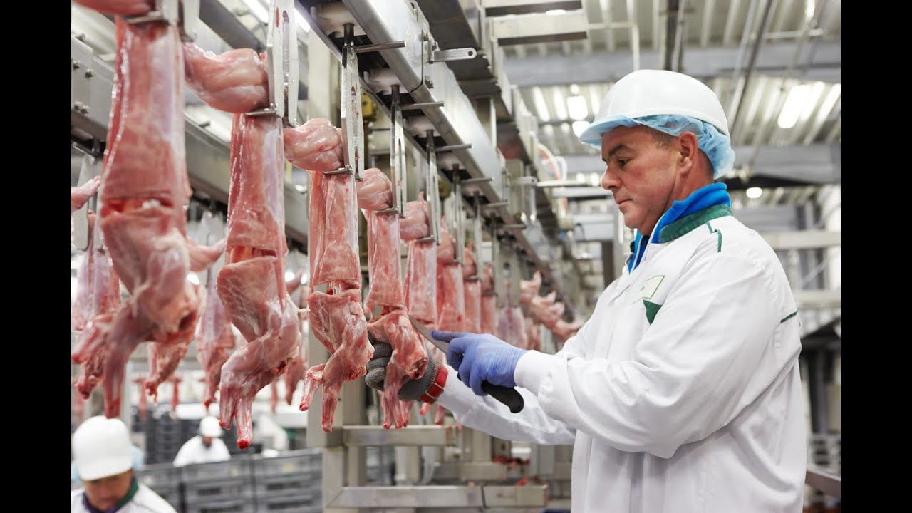 (ویدئو) نحوه پرورش، برش و بسته بندی گوشت خرگوش در کارخانه