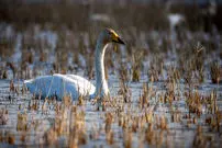 عکس| بازگشت زندگی به تالاب فراموش شده اترک