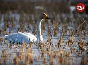 عکس| بازگشت زندگی به تالاب فراموش شده اترک