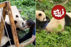 (ویدئو+ عکس) پانداهای کونگ‌فو کار؛ حمله ناگهانی دو پاندا به مربی باغ وحشی در چین 