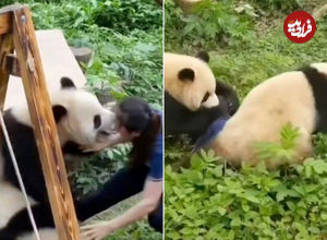 (ویدئو+ عکس) پانداهای کونگ‌فو کار؛ حمله ناگهانی دو پاندا به مربی باغ وحشی در چین 