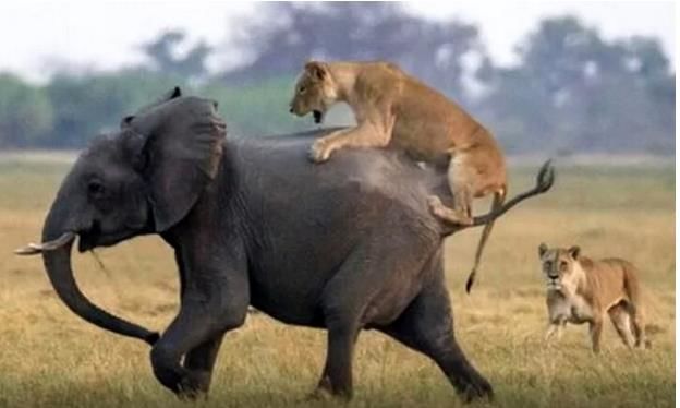(ویدئو)  لحظه تلخ حمله دو شیر به یک بچه فیل!