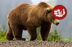 (عکس) اندازه پنجه‌های خرس گریزلی؛ عجیب اما واقعی!