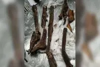 (عکس) دو مومیایی دزدیده شده در یک جفت بلندگو پیدا شدند!