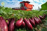 ببینید| چگونه هزاران تن بادمجان در مزارع و گلخانه های هلند پرورش داده می شود؟