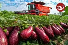 ببینید| چگونه هزاران تن بادمجان در مزارع و گلخانه های هلند پرورش داده می شود؟
